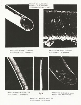 BigFoot Encyclopedia_Page_0592.jpg