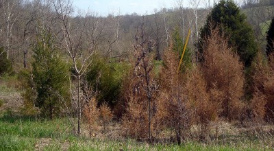 Is this Sasquatch habitat? The woods surrounding the rural community of Crittenden, Kentucky. (Image: Chad Triplett)