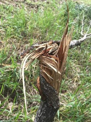 A branch the group claims was snapped by a wandering yowie in the bush