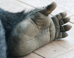 Gorilla foot.