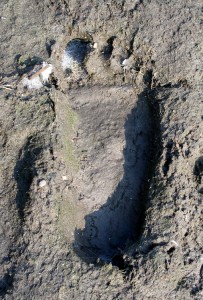 Bigfoot Track, Carbaugh Reservoir, South Mountain, PA, circa late June 2004. Found by and photo by Rip Lyttle