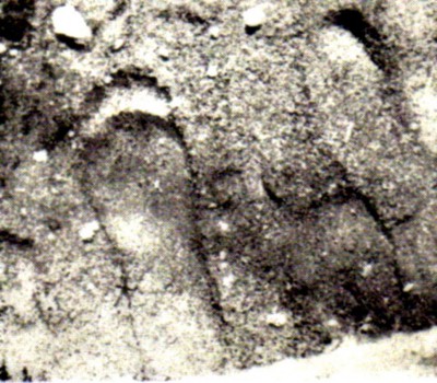 1930 bigfoot track Mt. St. Helens.jpg