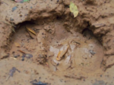 100_0056a.JPG (119.18 KiB) Viewed 12011 times 100_0056a.JPG