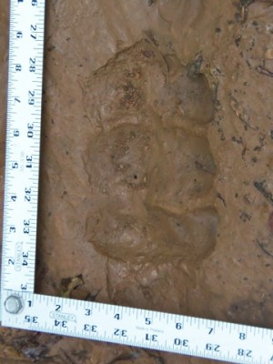 100_0058.JPG (109.71 KiB) Viewed 10557 times 100_0058.JPG