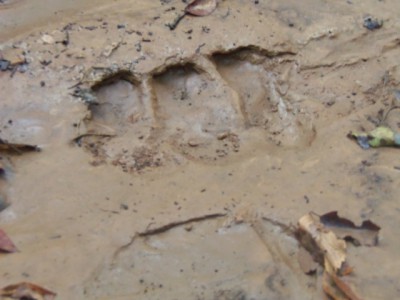 100_0058a.JPG (124.74 KiB) Viewed 11012 times 100_0058a.JPG