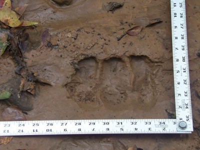 100_0056.JPG (172.59 KiB) Viewed 12012 times 100_0056.JPG