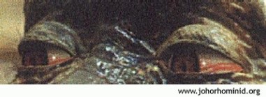 Supposed photo of the creatures eyes posted on the website