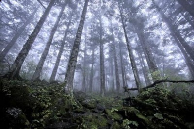Virgin forest at approximately 8,200 feet (2,500 meters) above sea level in Shennongjia nature reserve in Hubei, China, on Oct. 3, 2012. (Evilbish/Wikimedia Commons)