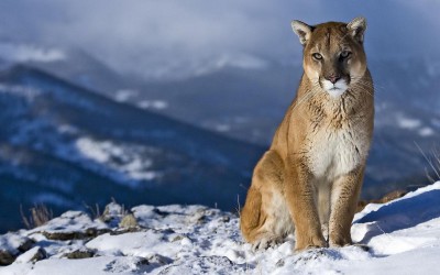 Mountain-Lion.jpg