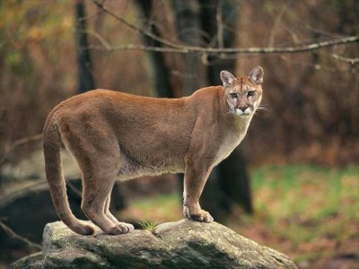 1376597448-mountain-lion-biology-and-behavior.jpg