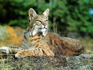 bobcat_lying[1].jpg