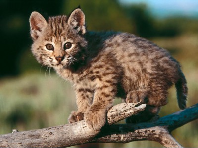 baby_bobcat.jpg