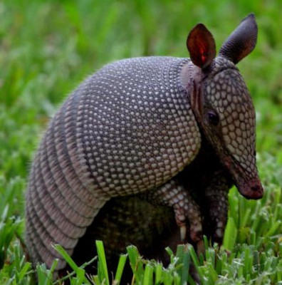 armadillo.jpg (46.27 KiB) Viewed 16481 times armadillo.jpg