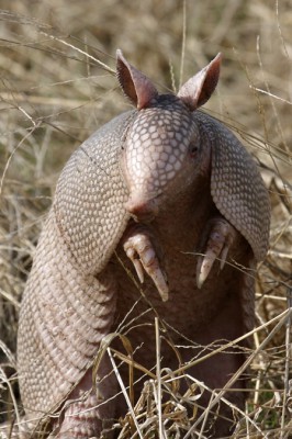 armadillo_2145.jpg (181.87 KiB) Viewed 16483 times armadillo_2145.jpg