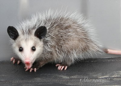 Possum79765x75-15-10800sign.jpg (120.95 KiB) Viewed 58782 times Possum79765x75-15-10800sign.jpg