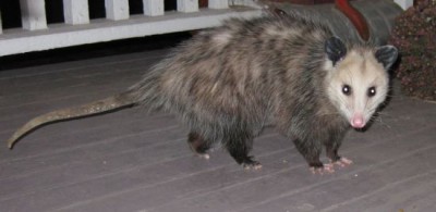 possum (1).jpg (31.58 KiB) Viewed 45635 times possum (1).jpg