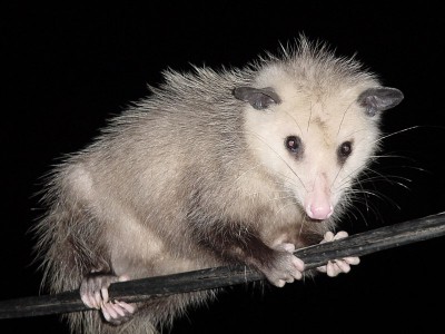 possum.jpg (125.42 KiB) Viewed 40723 times possum.jpg